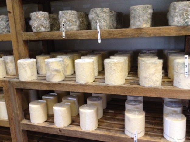Maturing cheese at Thornby Moor Dairy Cheese Farm