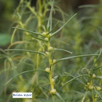 Growing and Eating Salsola Agretti (aka Salsola Soda)