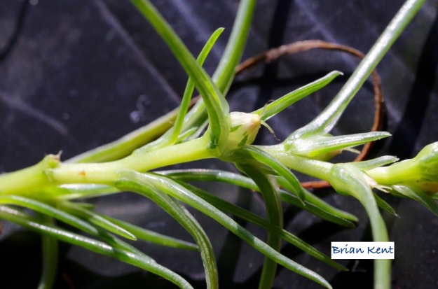 salsola agretti forming seed